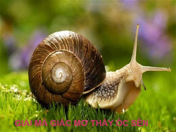 Giải mã giấc mơ thấy con ốc sên là điềm báo gì Giải mã giấc mơ thấy con ốc sên là điềm báo gì