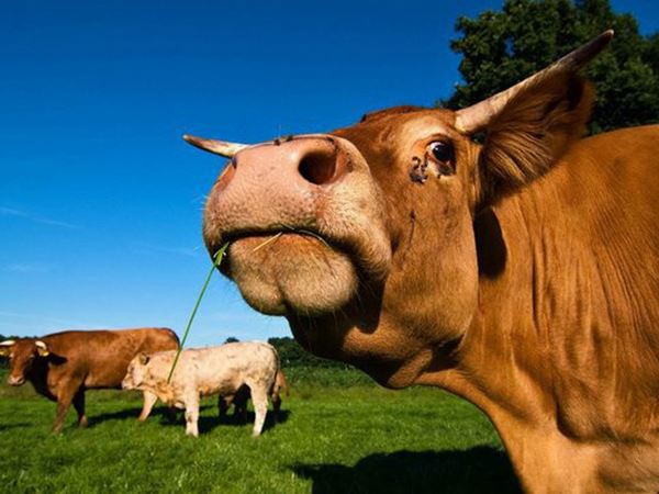 Mơ thấy bò đánh ngay cặp xổ số nào? Là điềm đen hay đỏ? Mơ thấy bò đánh ngay cặp xổ số nào? Là điềm đen hay đỏ?
