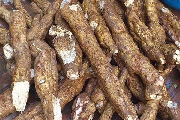 1. Giải mã giấc mơ thấy củ sắn dây là điềm báo gì?