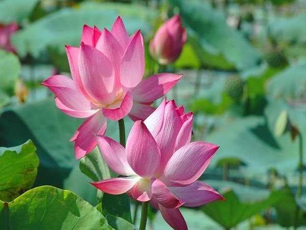nằm mơ thấy hoa sen