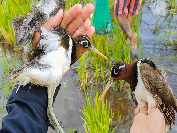 Nằm mơ thấy bắt chim số mấy