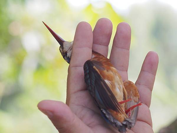 Giải mã giấc mơ thấy bắt chim là điềm báo gì? đánh số tô số mấy Giải mã giấc mơ thấy bắt chim là điềm báo gì? đánh số tô số mấy