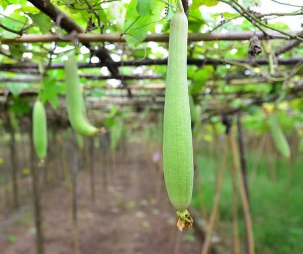 Nằm mơ thấy quả mướp đánh số tô số mấy chắc ăn