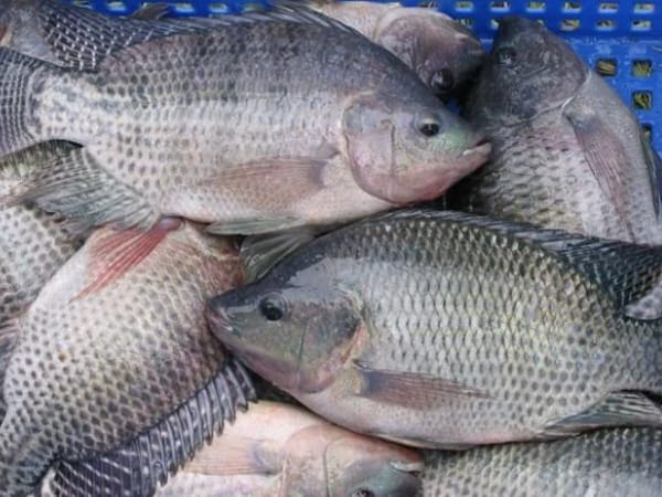 Ngủ mơ thấy cá rô chọn con gì gặp may