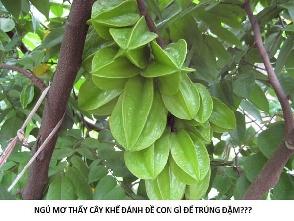 Mơ thấy cây khế điềm báo tốt hay xấu?