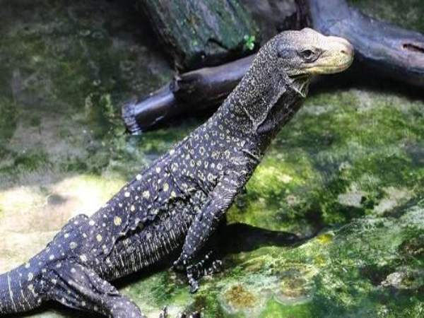 Mơ thấy kỳ đà trong môi trường yên bình, thân thiện