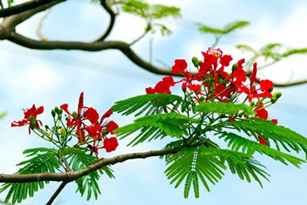 Nằm mmơ thấy hoa phượng là điềm báo gì nên đánh số mấy Nằm mmơ thấy hoa phượng là điềm báo gì nên đánh số mấy