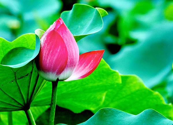 Nằm mơ thấy hoa sen là điềm báo gì? Đánh số mấy Nằm mơ thấy hoa sen là điềm báo gì? Đánh số mấy