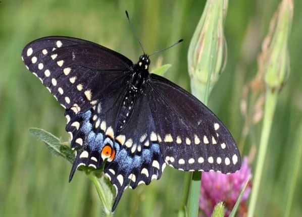 Nằm mơ thấy bướm bay vào nhà chọn con gì gặp may