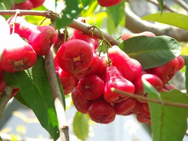 Mơ thấy quả roi điềm báo lành hay dữ?