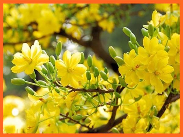 Nằm mơ thấy cây mai vàng Nằm mơ thấy cây mai vàng