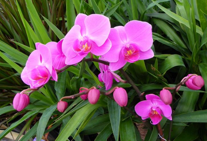 nam mo thay hoa lan