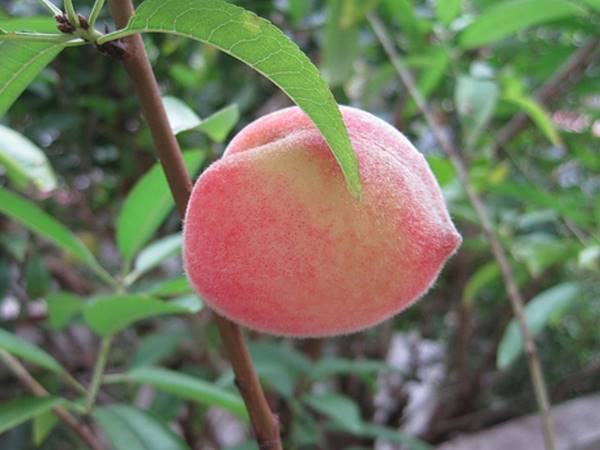 Giải mã bí ẩn giấc mơ thấy quả đào là điềm báo ý nghĩa gì Giải mã bí ẩn giấc mơ thấy quả đào là điềm báo ý nghĩa gì