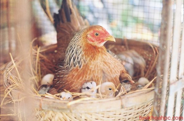Nằm mơ thấy đàn gà