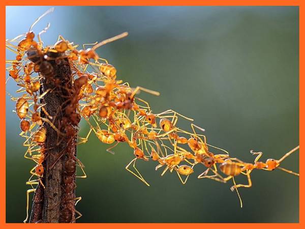 Mơ thấy đàn kiến đánh con gì? Giải mã giấc mơ thấy kiến Mơ thấy đàn kiến đánh con gì? Giải mã giấc mơ thấy kiến