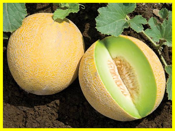 Mơ thấy dưa vàng đánh con gì? đánh số tô số mấy Mơ thấy dưa vàng đánh con gì? đánh số tô số mấy