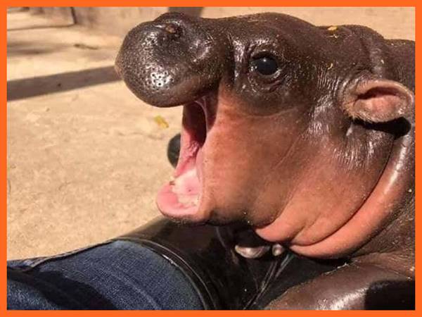 Giải mã giấc mơ thấy hà mã mang đến điềm báo trước gì