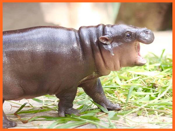 Nằm mơ thấy hà mã đánh con gì đánh số mấy