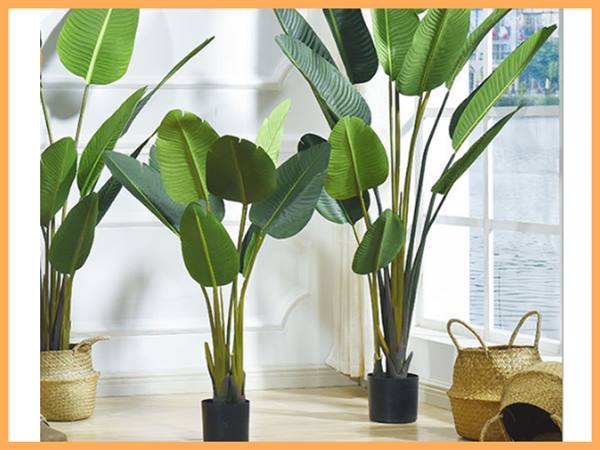 ằm mơ thấy cây chuối đánh con gì đánh số mấy 1