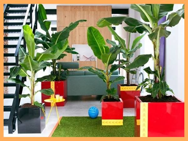 ằm mơ thấy cây chuối đánh con gì đánh số mấy