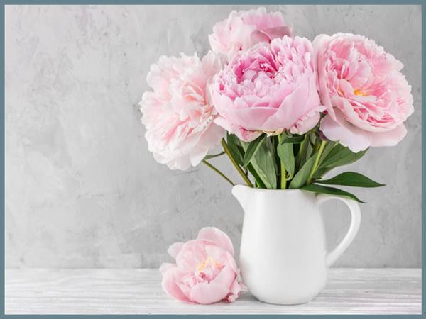 Mơ thấy hoa mẫu đơn là số mấy