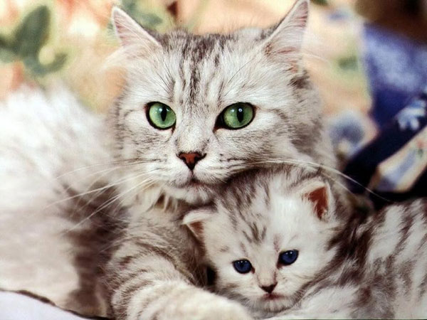 Con mèo số mấy? Giải mã ý nghĩa giấc mơ thấy mèo tốt hay xấu?