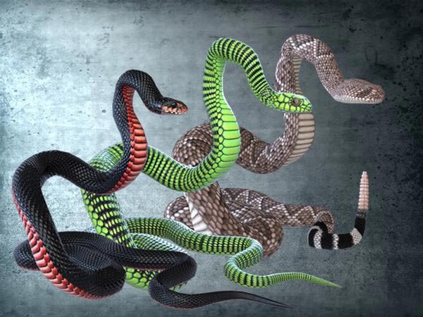 Mơ thấy 3 con rắn tốt hay xấu?