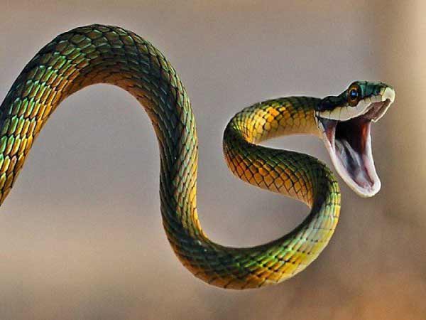 Mơ thấy rắn đuổi có ý nghĩa gì?