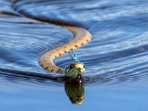 Mơ thấy rắn nước đánh con gì?
