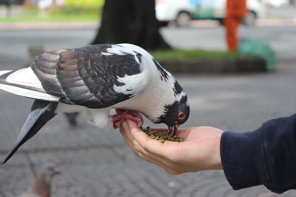 Chim bồ câu số mấy? Tìm hiểu chiêm bao thấy chim bồ câu
