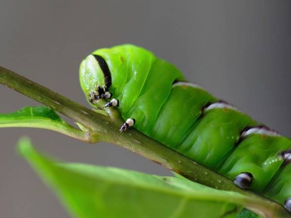 Nằm mơ thấy con sâu số mấy, có thông điệp gì?