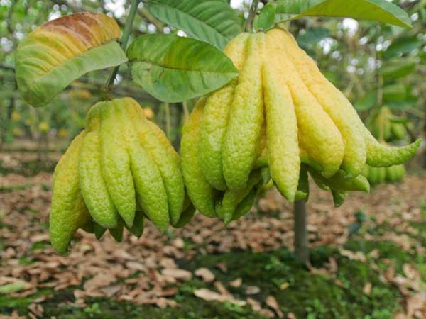 Ngủ mơ thấy quả phật thủ có điềm báo gì