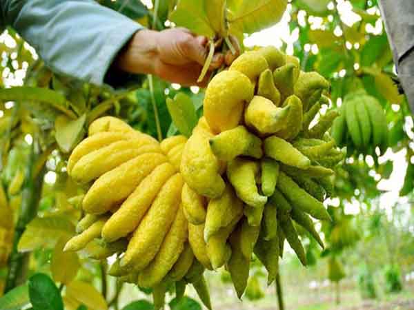 Nằm mơ thấy quả phật thủ đánh con gì số mấy