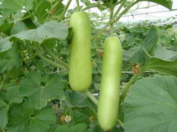Ngủ mơ thấy quả bầu là số mấy nên chọn đánh con gì