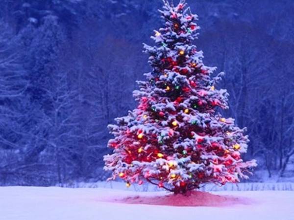 Nằm mơ thấy cây thông noel đánh con gì mang đến may mắn 2
