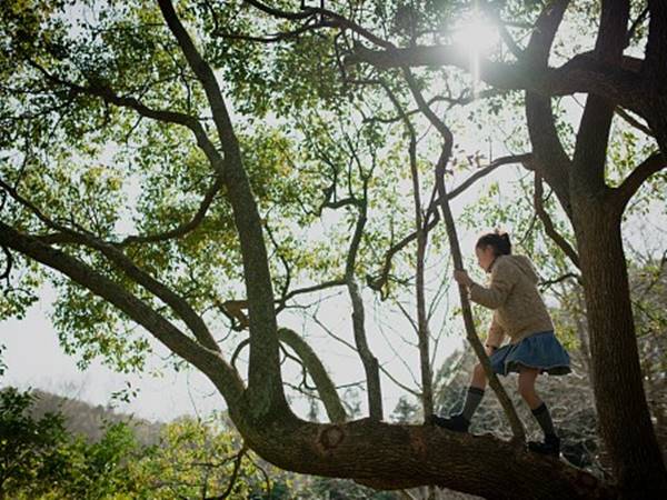 Nằm mơ thấy trèo cây, leo cây đánh con gì mang đến may mắn 1
