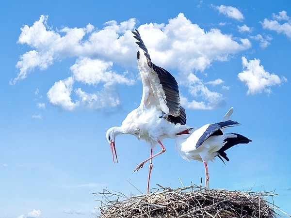 Con cò số mấy? Mơ thấy con cò đánh con gì rinh thưởng lớn?