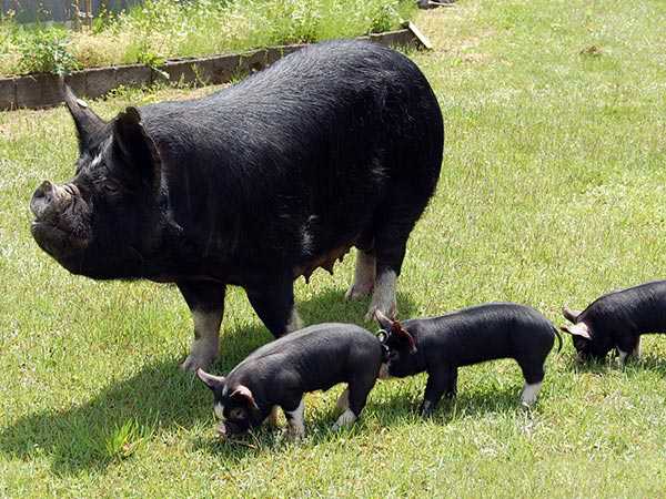 Nhìn thấy lợn đen đánh con gì may mắn dễ ăn