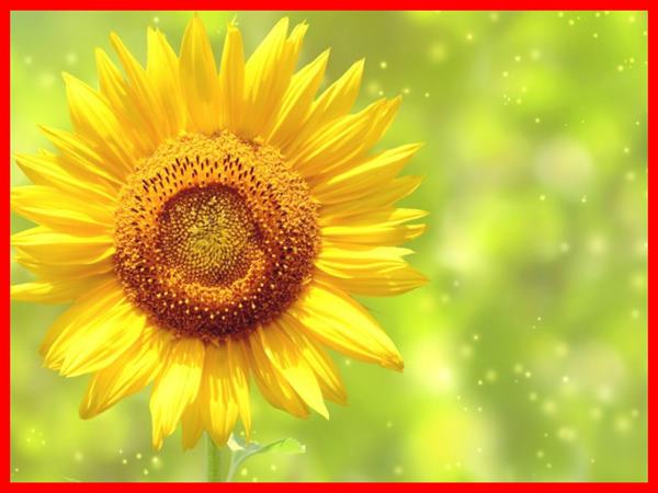 Thấy hoa hướng dương thường xuất hiện bộ số may mắn nào