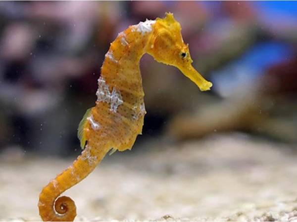 Ngủ mơ thấy cá ngựa