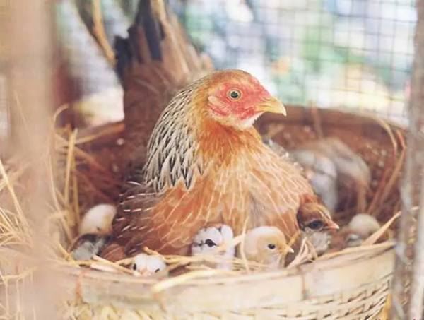 Nhìn thấy gà đẻ trứng – Điềm gỡ hay tin vui bất ngờ?