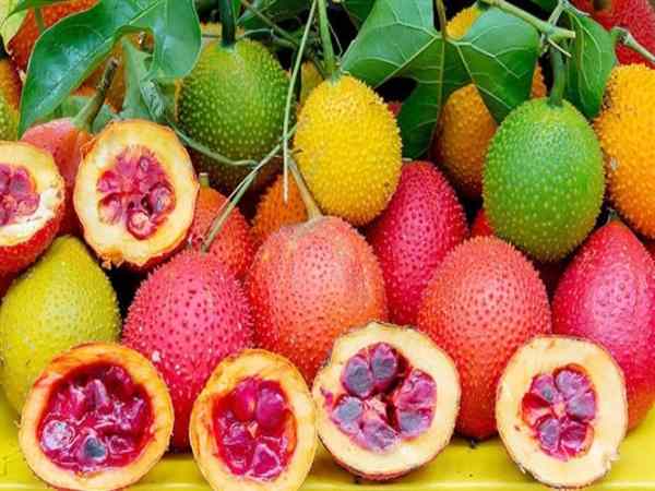 Nhìn thấy quả gấc ý nghĩa gì, có phải điềm báo tài lộc không?