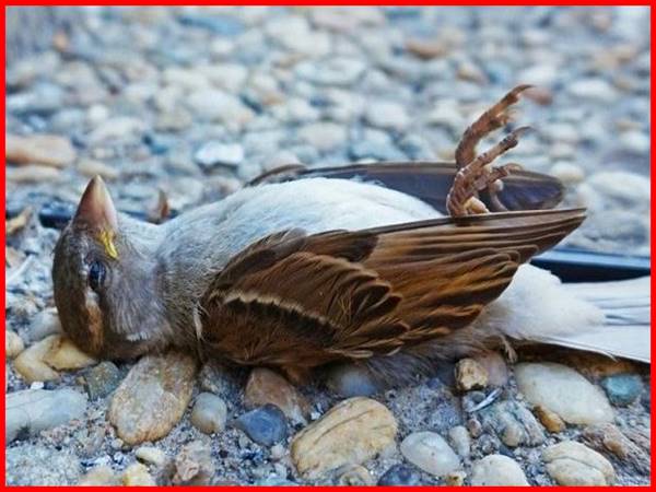 Dấu hiệu chim chết trong lồng báo hiệu sự cố gì