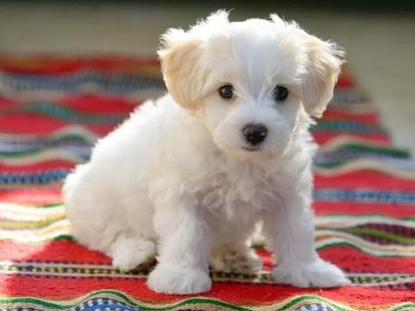 Giải mã điềm báo giấu sau việc gặp chó trắng