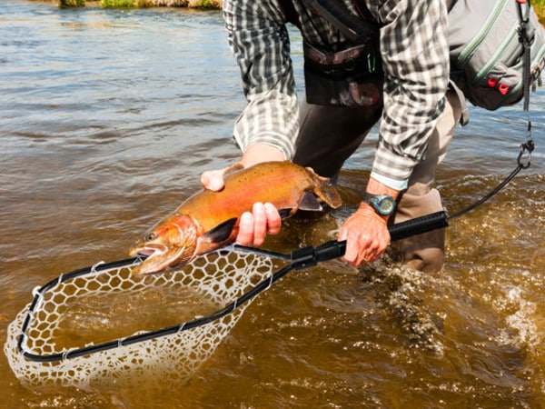 Nằm mộng thấy người khác bắt được cá