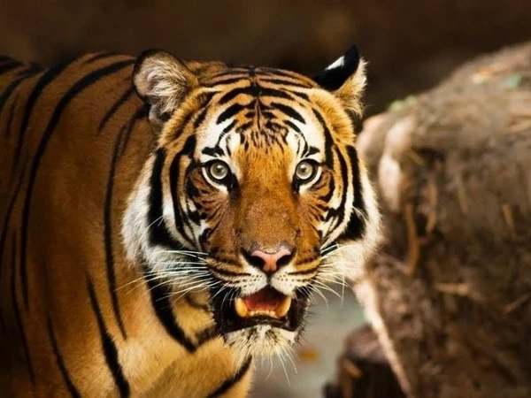 Vận trình và con số may mắn ngày 3/4 thứ 6 tuổi Mậu Dần