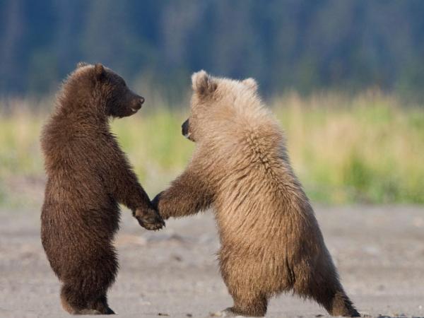 Ý nghĩa biểu tượng của con gấu