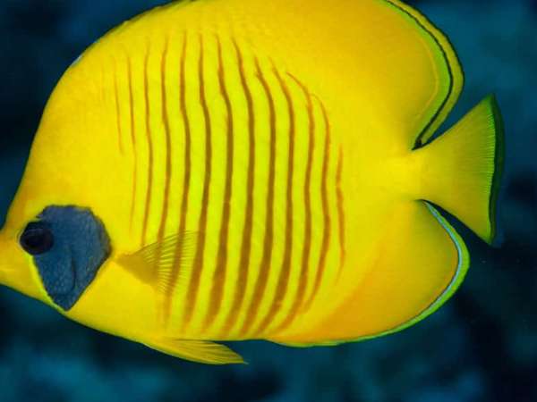 Ý nghĩa cá vàng số mấy, con số đem lại tài lộc và may mắn