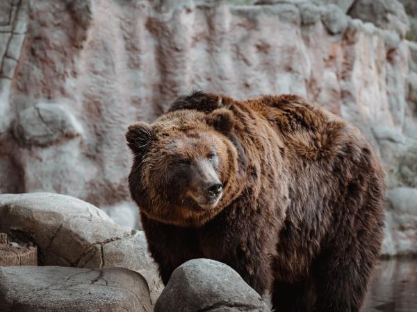 Con gấu số mấy, cập nhật ngay con gấu số bao nhiêu hôm nay