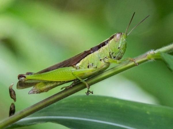 Con Cào Cào số mấy, giải mã ý nghĩa và con số liên quan